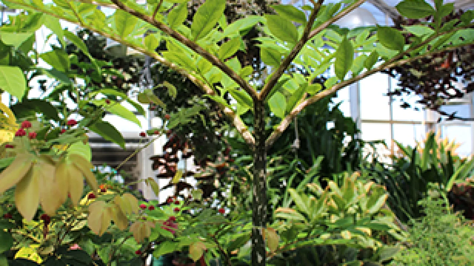 Ohio State Biological Sciences Greenhouse