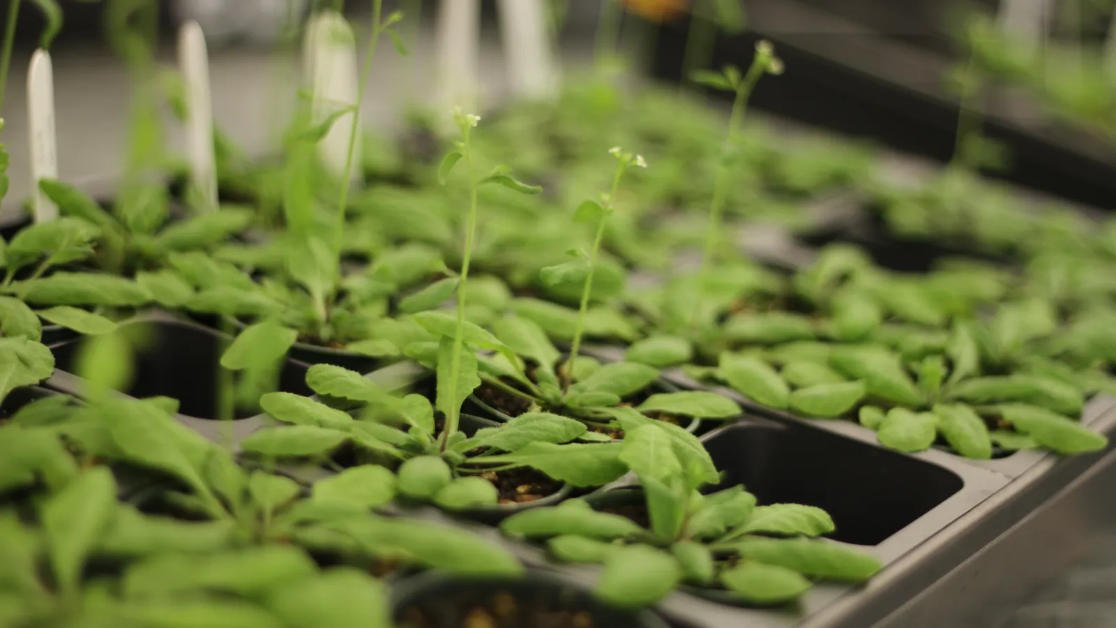 plants grown for research