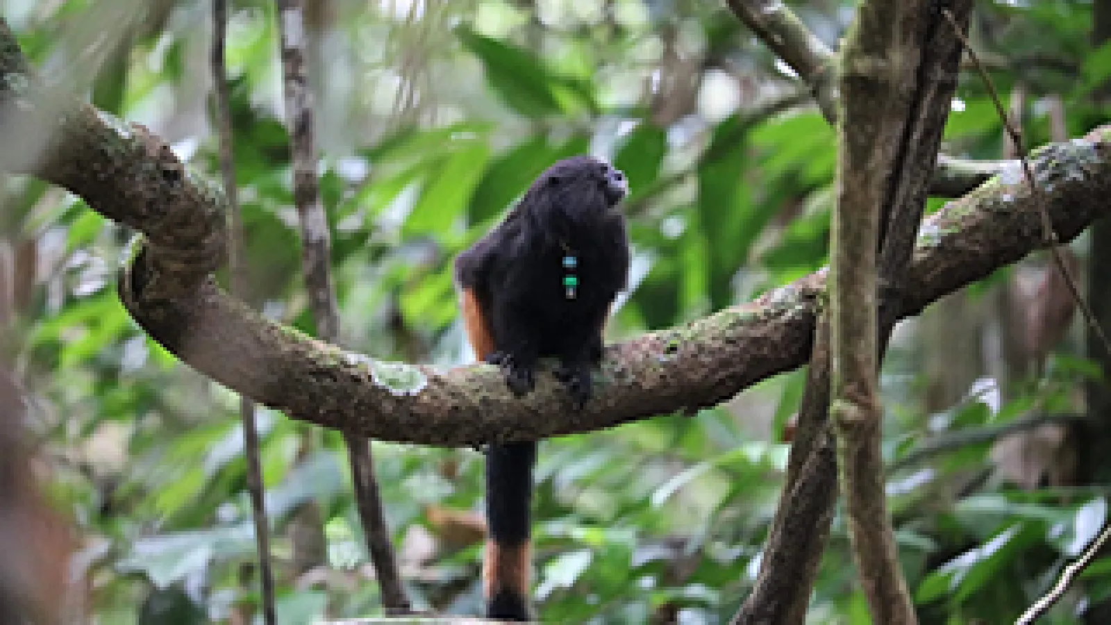 Tamarin in the field
