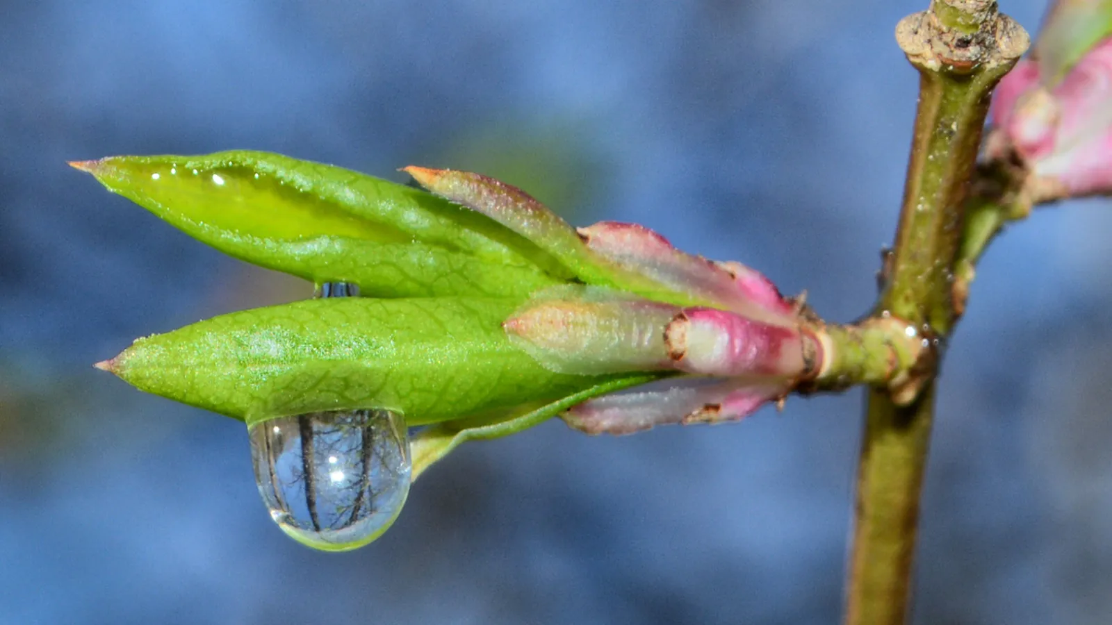 "Spring Microcosm" by Thelma Velez