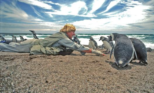 Dee Boersma, image courtesy Center for Ecosystem Sentinels