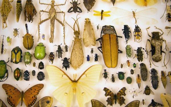 Bugs in the Museum of Biological Diversity