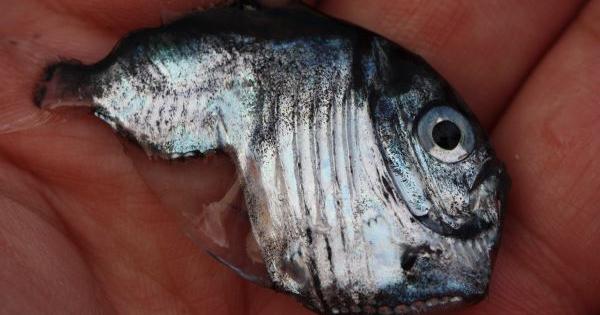 How fishes of the deep sea have evolved into different shapes | College ...