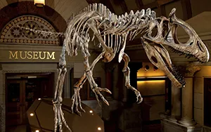 Dinosaur skeleton at the entrance to the Orton Geological Museum
