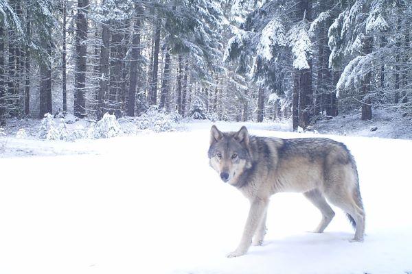 Wolf in snowy woods