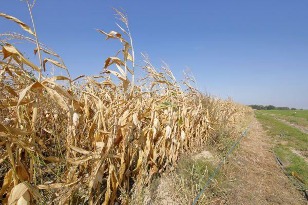 a dry corn field