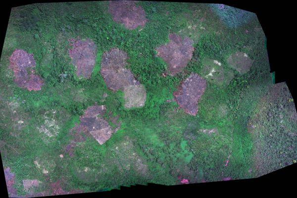 Drone image from study shows forest with swidden fields.