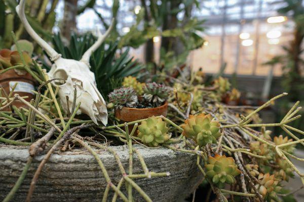 a small skull sits in a plant display at the BioSci Greenhouse
