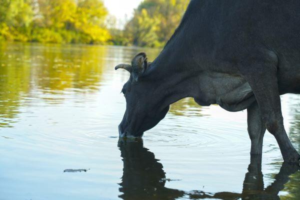 a black cow drinking water