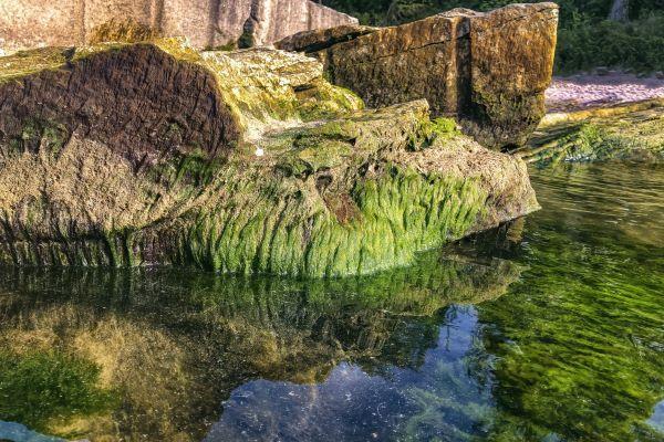 algae covering rocks by the water