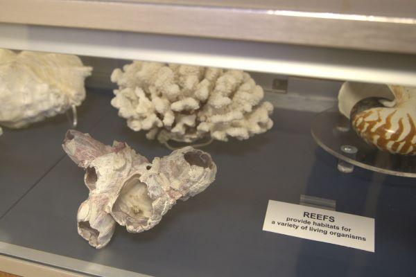 coral reef specimens in a glass case