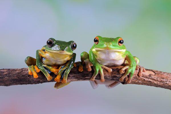 two green tree frogs look at the camera