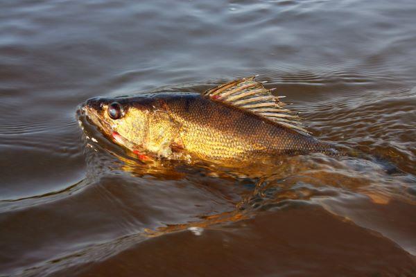 walleye