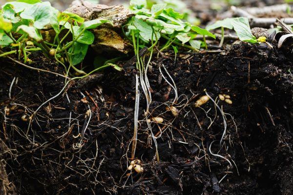 plant roots growing beneath soil