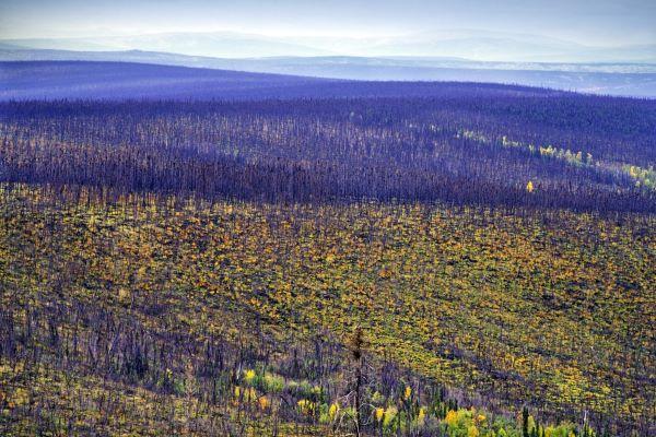 boreal forest on a wide hillside