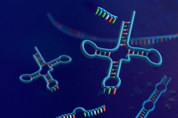 an illustration of tRNA