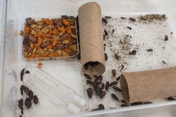 a cockroach bin in Dr. Muñoz-Garcia's lab