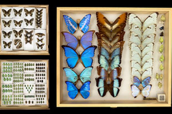 From the Museum of Biological Diversity | Transitory States