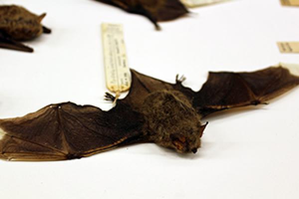 A Myotis bat, one of thousands bat specimens at the Museum of Biological Diversity at Ohio State.