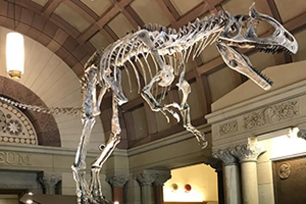 A cast of the Cryolophosaurus ellioti skeleton was installed at Orton Hall on Sept. 18, 2018.