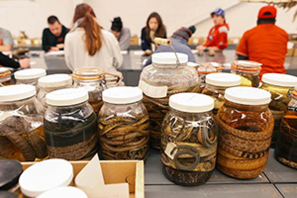 Museum of Biological Diversity