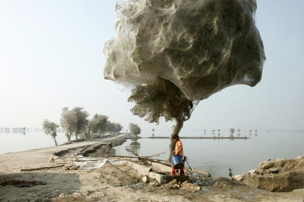 Trees cocooned in spiders after flooding in Pakistan