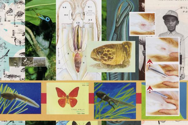 Art collage of animals and insects