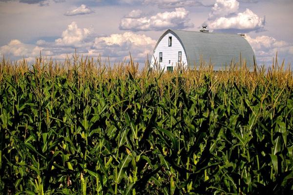Corn field with barn