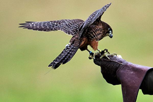 photo of falcon from pixabay 