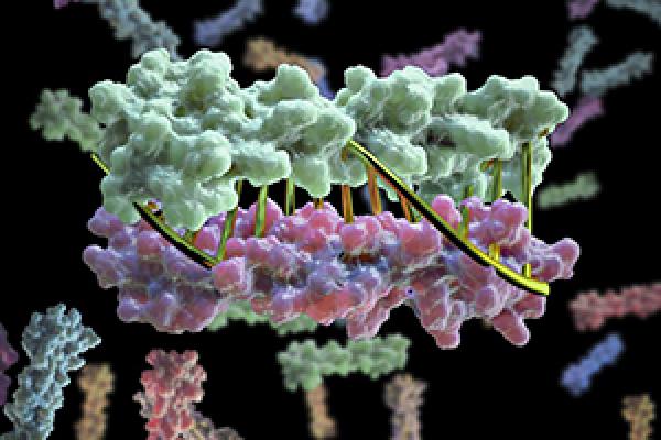 Image credit: University of Washington Institute for Protein Design