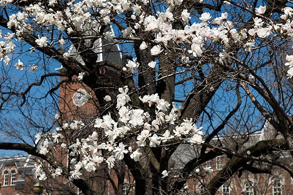 Spring on the Oval