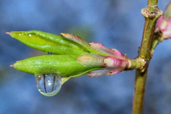 "Spring Microcosm" by Thelma Velez